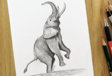طريقة رسم الفيل