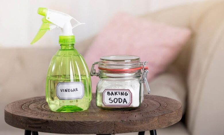 طرق القضاء على النمل