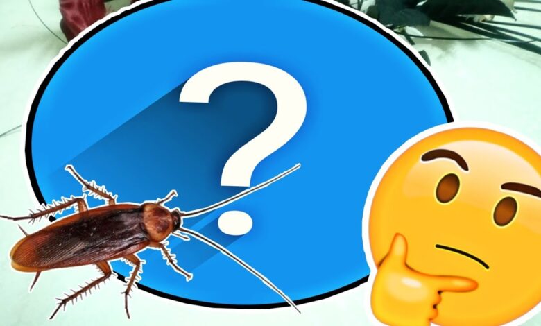 التخلص من الصراصير الموجودة بالمنزل بدون رش مبيدات
