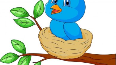 صوصو الكسول قصة تعليم الطفل اهمية الرياضة والحركة