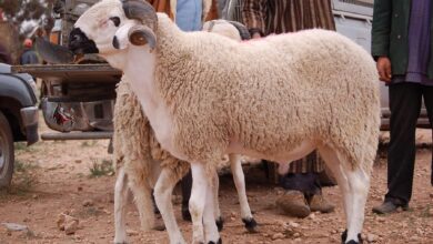 ازاي تشتري خروف العيد