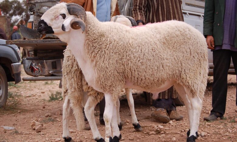 ازاي تشتري خروف العيد